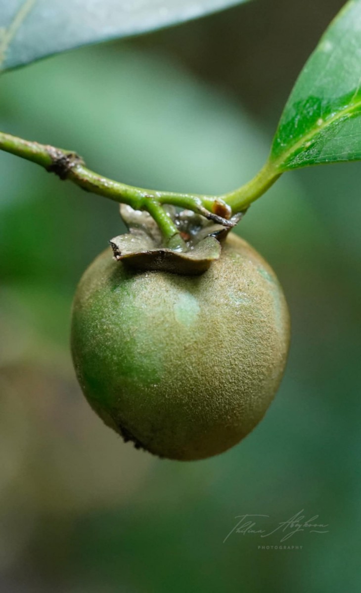Diospyros toposia Buch.-Ham.
